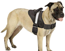 Pet Harnesses