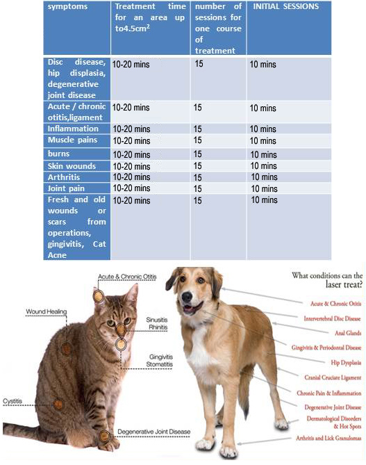 Laser treatment shop for dogs